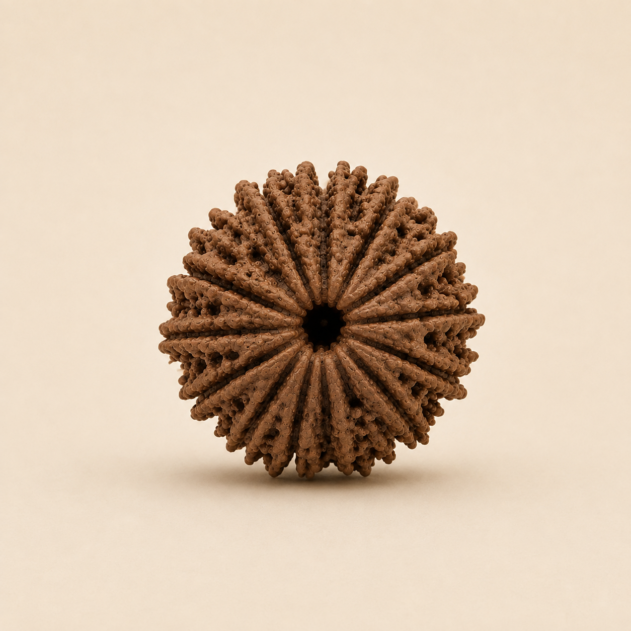 14 Mukhi Rudraksha (Nepal Origin)